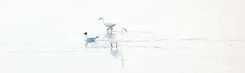 Gull and Egrets in opposite directions.jpg